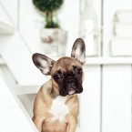 French Bulldog. Французский бульдог. Фотограф Ольга Хазай. © Olga Khazai