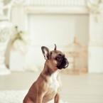 French Bulldog. Французский бульдог. Фотограф Ольга Хазай. © Olga Khazai