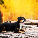 Entlebucher Sennenhund (Mountain Dog). Энтлебухер зенненхунд. © Olga Khazai