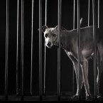 Italian Greyhound. Левретка. Фотограф Ольга Хазай. © Olga Khazai