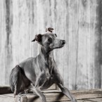 Italian Greyhound. Левретка. Фотограф Ольга Хазай. © Olga Khazai