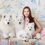 Samoyed. Щенок самоедской собаки, самоеды, хендлер Екатерина Скипор