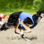 Dog sports: Borzoi lure coursing. Курсинг, фотограф Ольга Хазай.