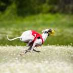Dog sports: Whippet lure coursing. Курсинг, фотограф Ольга Хазай.