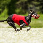 Dog sports: Greyhound lure coursing. Курсинг, фотограф Ольга Хазай.