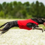 Dog sports: Greyhound lure coursing. Курсинг, фотограф Ольга Хазай.
