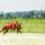 Dog sports: Rhodesian ridgeback lure coursing. Курсинг, фотограф Ольга Хазай.