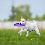 Dog sports Olga Khazai photography: dog frisbee. Фрисби, фотограф Ольга Хазай.