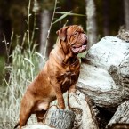 Dogue de Bordeaux, French Mastiff, Bordeauxdog. Бордоский дог. Фотограф Ольга Хазай. © Olga Khazai