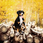 Entlebucher Sennenhund (Mountain Dog). Энтлебухер зенненхунд. Фотограф Ольга Хазай. © Olga Khazai