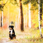 Entlebucher Sennenhund (Mountain Dog). Энтлебухер зенненхунд. Фотограф Ольга Хазай. © Olga Khazai