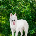 Berger Blanc Suisse, White Swiss Shepherd Dog. Белая швейцарская овчарка. © Olga Khazai