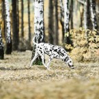 Dalmatian dog. Далматин. Фотограф Ольга Хазай. © Olga Khazai