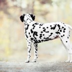 Dalmatian dog. Далматин. Фотограф Ольга Хазай. © Olga Khazai