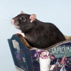 Fancy rats. Декоративные крысы. Фотограф Ольга Хазай