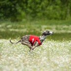 Dog sports: Whippet lure coursing. Курсинг, фотограф Ольга Хазай.