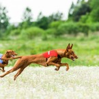 Dog sports: Pharaoh Hound lure coursing. Курсинг, фотограф Ольга Хазай.