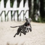 Dog sports: Italian Greyhound lure coursing. Курсинг, фотограф Ольга Хазай.