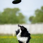 Dog sports Olga Khazai photography: dog frisbee. Фрисби, фотограф Ольга Хазай.