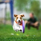 Dog sports Olga Khazai photography: dog puller. Пуллер, фотограф Ольга Хазай.