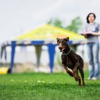 Dog sports Olga Khazai photography: dog puller. Пуллер, фотограф Ольга Хазай.