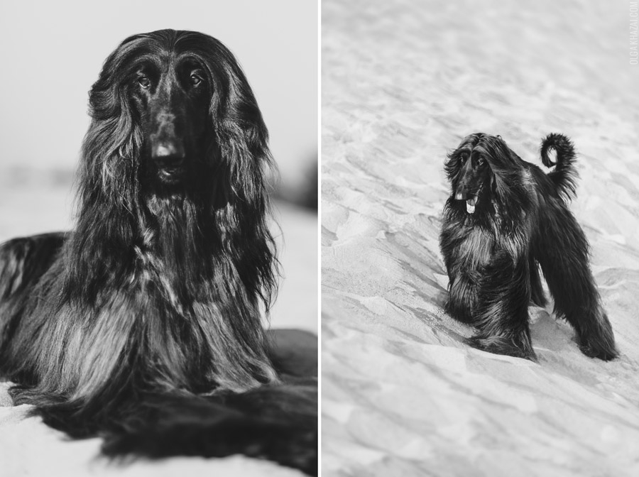 Афганская борзая, фотосъемка собак на природе, фотограф Ольга Хазай, Киев