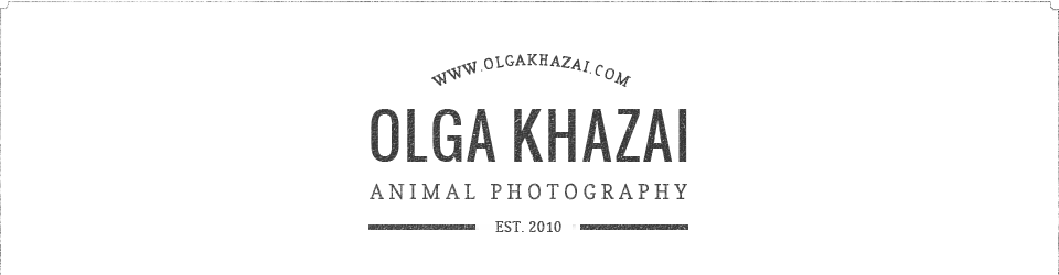 Фотограф-анималист Ольга Хазай logo