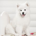 Samoyed. Щенок самоедской собаки, самоед, фотограф-анималист Ольга Хазай