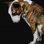 Miniature Bull Terrier. Миниатюрный бультерьер, минибультерьер. © Olga Khazai