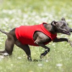 Dog sports: Italian Greyhound lure coursing. Курсинг, фотограф Ольга Хазай.
