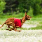 Dog sports: Pharaoh Hound lure coursing. Курсинг, фотограф Ольга Хазай.