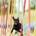Dog sports Olga Khazai photography: dog agility. Аджилити, фотограф Ольга Хазай.