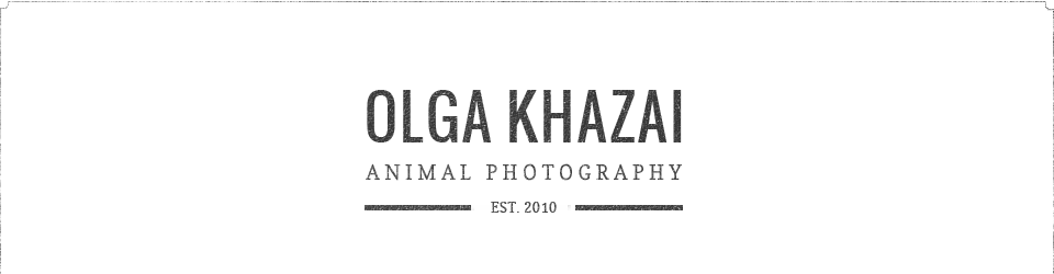 Фотограф-анімаліст Ольга Хазай logo